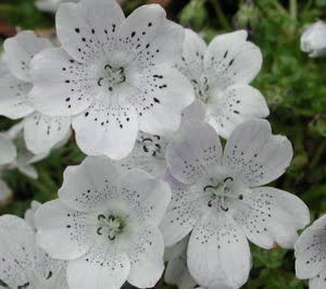 Nemophila meziesii flowers Mapleton