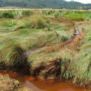 ETG Restoration - Nestucca tidal marsh restoration