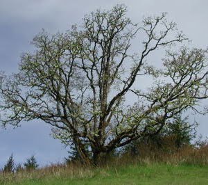 Oak