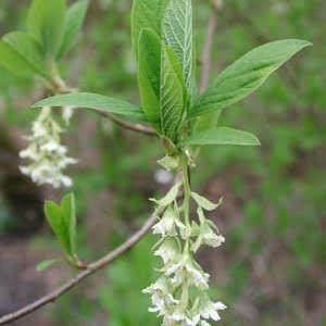 Oemleria cerasiformis flower Bethel2