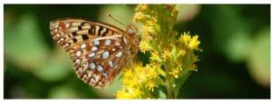 Oregon silvespot butterfly