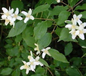 Philadelphus lewisii