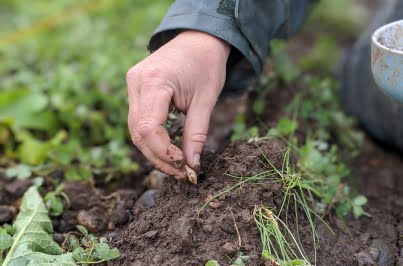 closeup of hand planting bulb