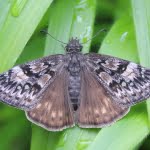 Other pollinators, such as this Propertius duskywing butterfly, also depend on healthy prairies.