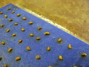 Some of the seeds undergoing warm stratification have already  begun to germinate! Photo credit: Emma MacDonald