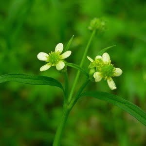 Ranunculus uncinatus Lupine Meadows