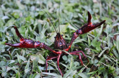 invasive Red Swamp Crawfish