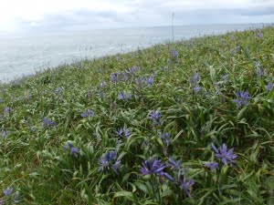 Common camas (Camassia quamash ssp. maxima) near Otter Crest.  All populations of this species found on the Oregon Coast are much shorter than their Willamette Valley counterparts.