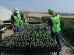 SRCI growing sagebrush 2014