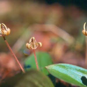 Foetid adder's tongue (Scoliopus hallii)