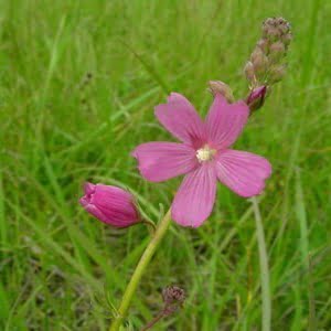 Sidalcea virgata at Lupine Meadows