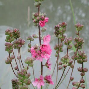 Sidalcea cusickii Oxbow