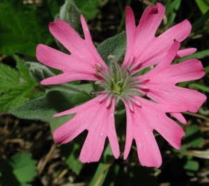 Silene hookeri flower at Beazell