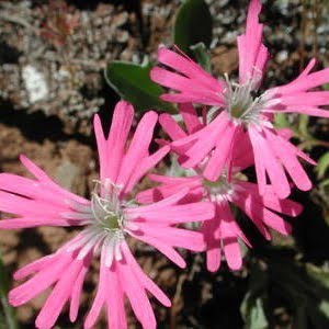 Silene hookeri