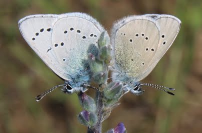 Silvery blue butterfly Baskett Butte