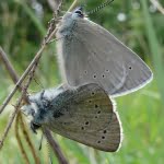 Silvery blue butterflies lack the second outer row of dots on the underside of the wings