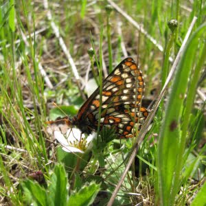 Taylor’s checkerspot butterfly