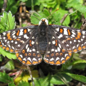 Taylor’s checkerspot butterfly