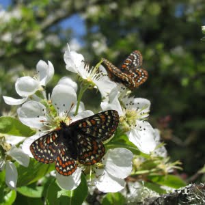 Taylor’s checkerspot butterfly