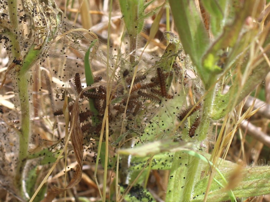 Taylor's checkerspot butterfly larvae on golden paintbrush at Beazell