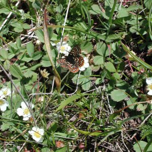 Taylor’s checkerspot butterfly