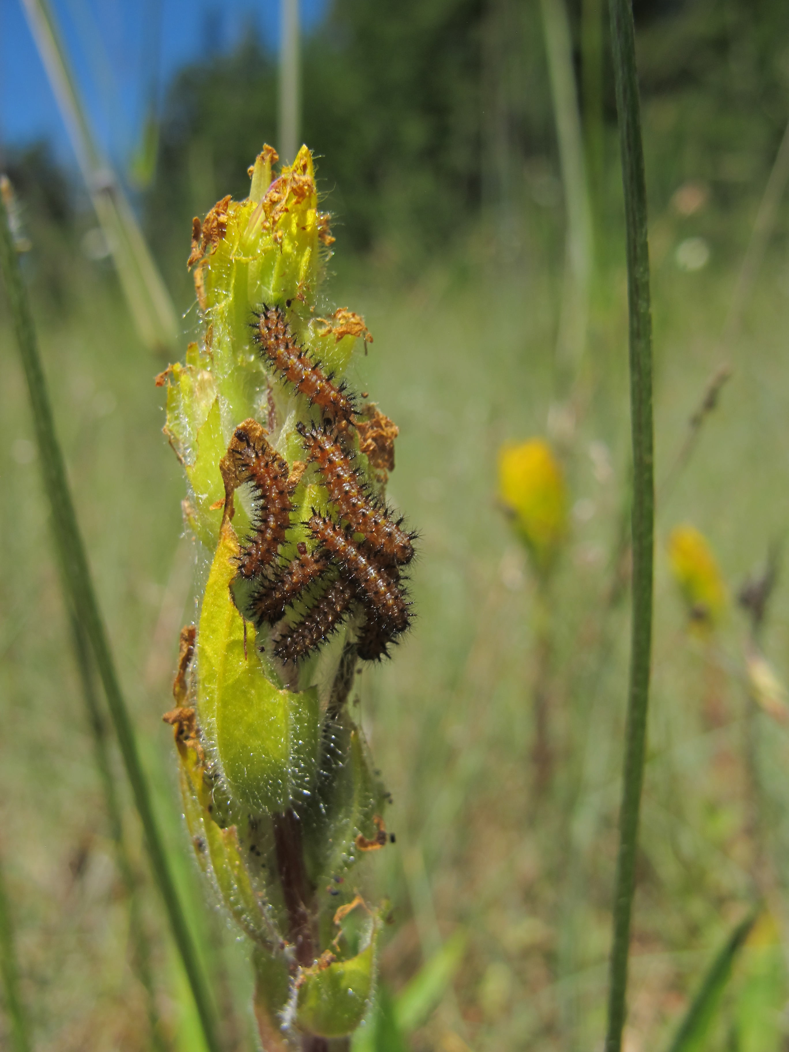 Taylor's larvae on golden paintbrush (2)