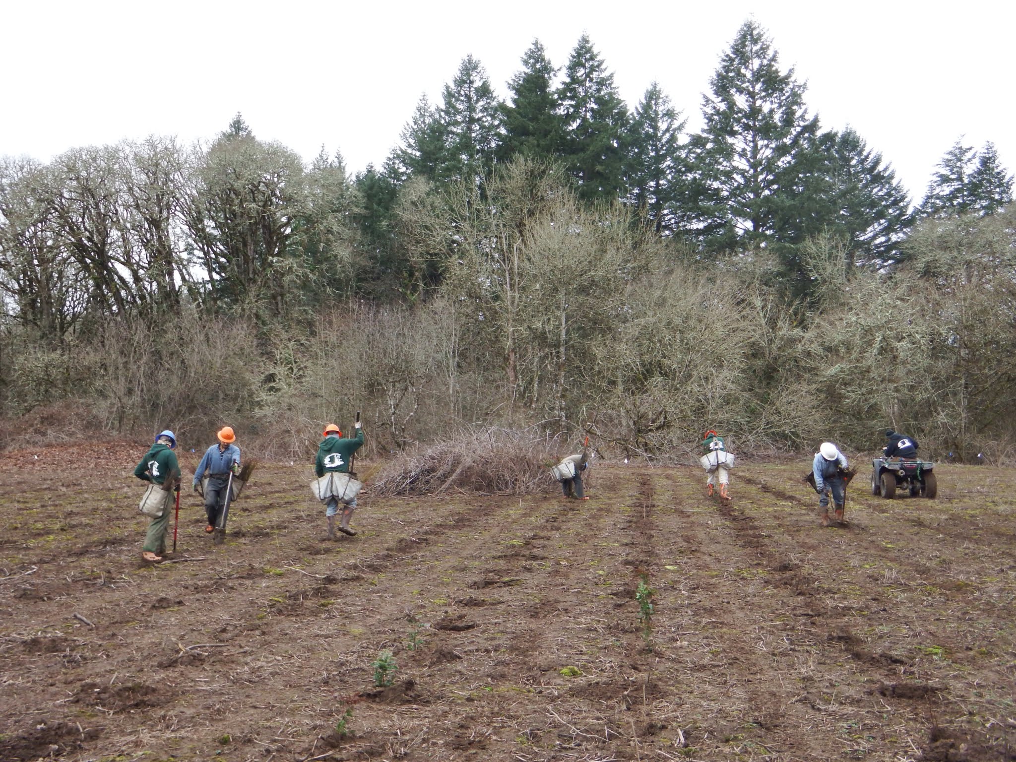 Tree planting at Herbert Farm Institute for Applied Ecology
