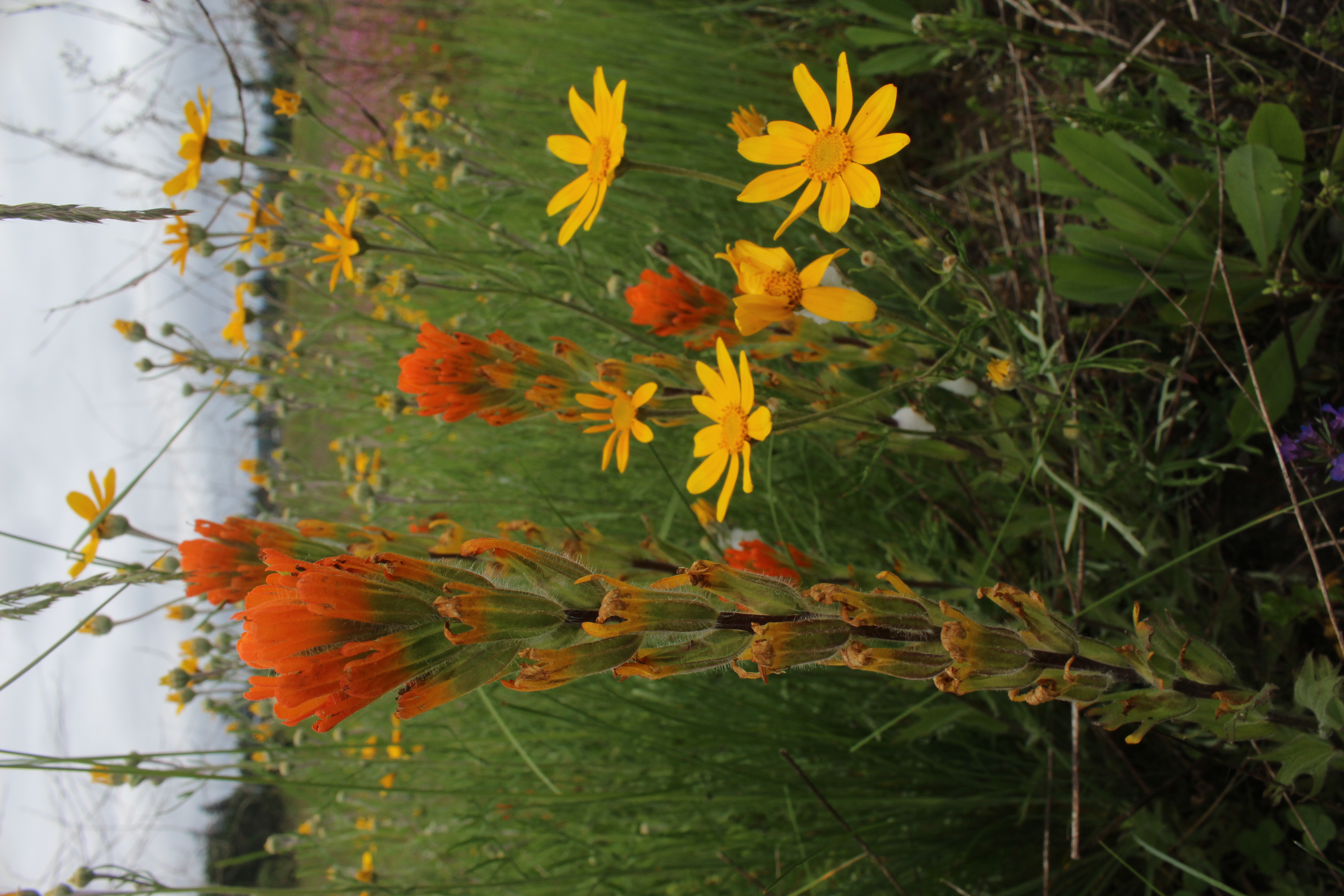 Harsh paintbrush and woolly sunflower at Violet Prairie