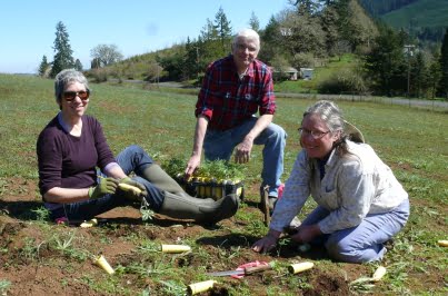 Volunteers planting