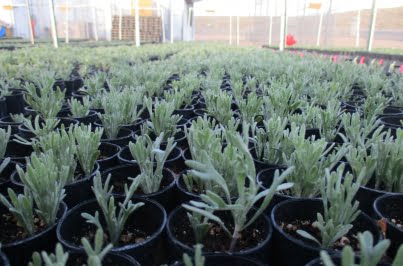 closeup of small sagebrush