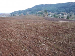 Upland prairie at Witham-Gellatly after sowing 