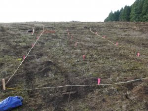 Peter also set up plots to compare the success of planting Kincaid’s lupine seed or plugs, to help with more widespread planting of the lupine in 2016.