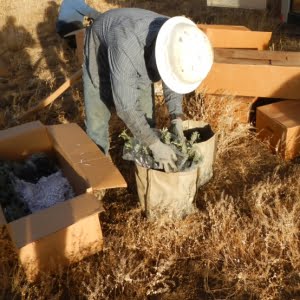 Sagebrush in Prisons Project