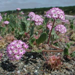 pink sandverbena (Abronia umbellata ssp. breviflora)