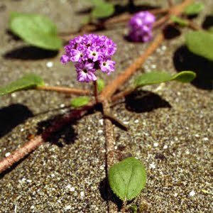 pink sandverbena (Abronia umbellata ssp. breviflora)