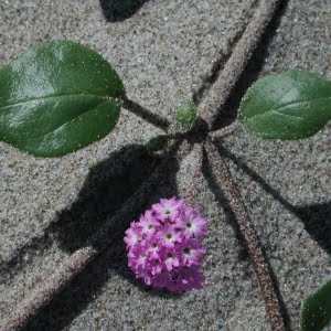 pink sandverbena (Abronia umbellata ssp. breviflora)