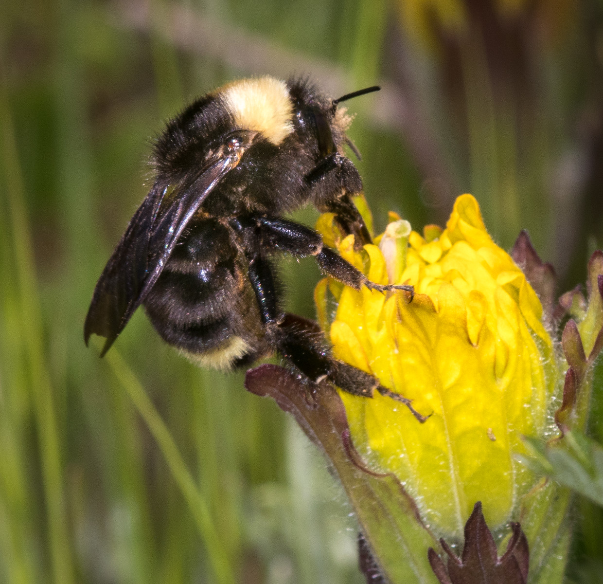 Interactive Guide to Bees of the Prairie Pollinator Project - Institute ...