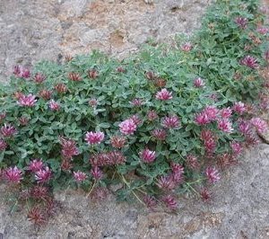 Trifolium wormskjoldii