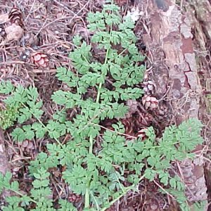 Corydalis aquagelidae