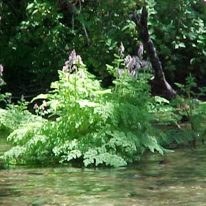 Corydalis aquagelidae