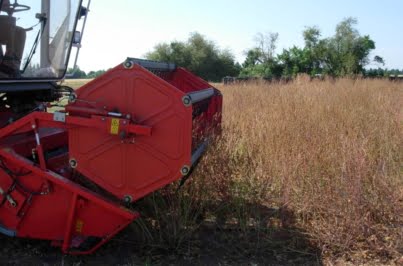 Native Seed Network Institute For Applied Ecology