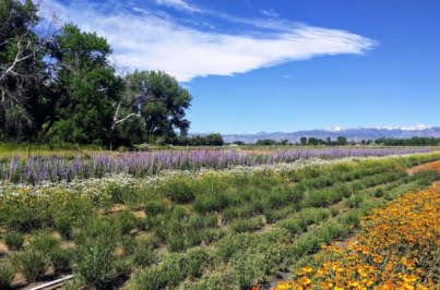 Native Seed Network Institute For Applied Ecology