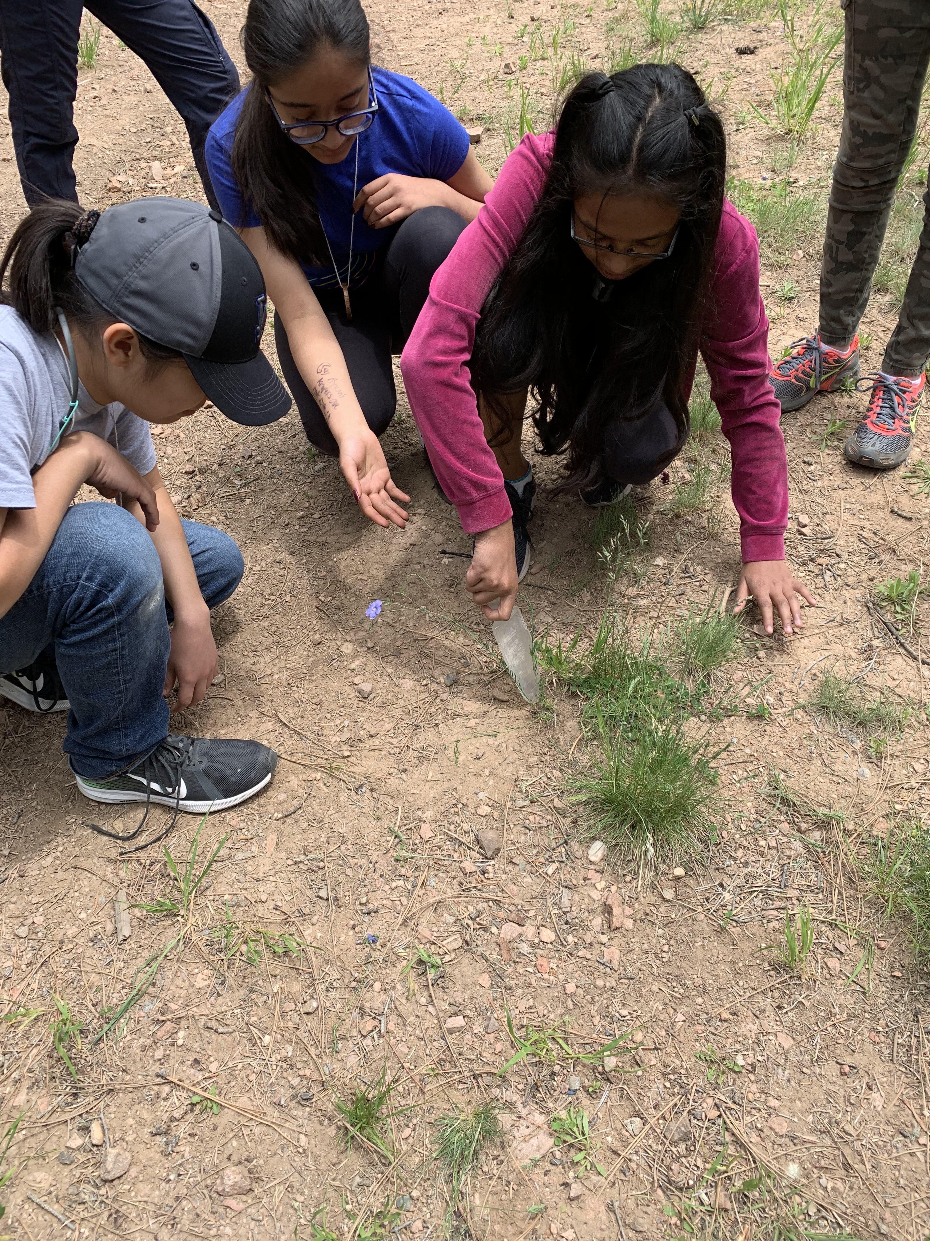 digging up specimen for plant pressing SF 2 – Institute for Applied Ecology