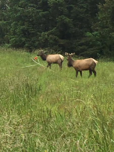 A young Roosevelt Elk bull helps us set up a transect.