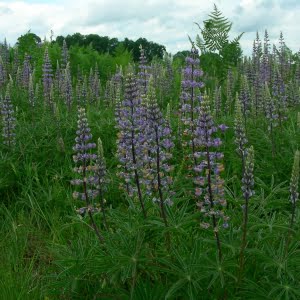 Kincaid's lupine (Lupinus oreganus)