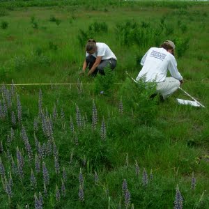 Kincaid's lupine (Lupinus oreganus)