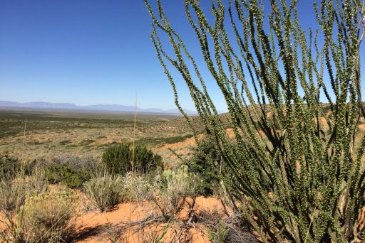 Fort Bliss Ocotillo