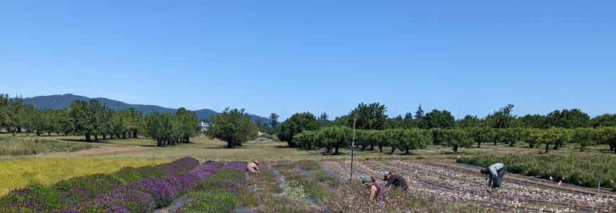 Native Seed Network Institute For Applied Ecology