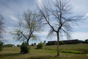 Ash trees in Michigan 3 years after EAB attack.