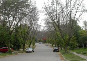 Ash street trees in Michigan. The canop dieback and luxuriant foliage at the base of the trees is typical EAB damage.